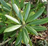 Rhododendron catawbiense. Побег с цветочной почкой ('Grandiflora'). Германия, г. Дюссельдорф, Ботанический сад университета. 02.03.2014.