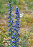 Echium vulgare