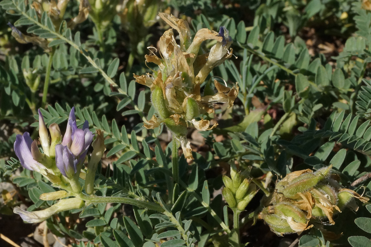 Изображение особи Astragalus tibetanus.