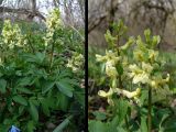 Corydalis marschalliana