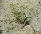 Potentilla ozjorensis