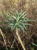 Euphorbia characias. Верхушка побега. Черногория, Которская бухта, окр. церкви Богородицы с Ангелом (Crkva Gospe od Anđela), скалистый склон выше автодороги. 08.10.2014.