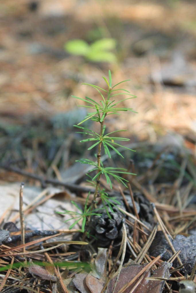 Изображение особи Larix sibirica.