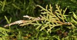 Juniperus × pfitzeriana. Веточка. Германия, Бавария, округ Верхняя Бавария, г. Бад-Тёльц, озеленение. Декабрь 2015 г.