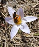 Crocus reticulatus