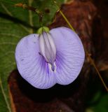 Clitoria macrophylla