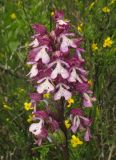 Orchis purpurea подвид caucasica. Соцветие. Краснодарский край, м/о город-курорт Геленджик, окр. пос. Светлый, щель Церковная, можжевелово-дубовое редколесье на юго-восточном склоне к водохранилищу. 6 мая 2017 г.