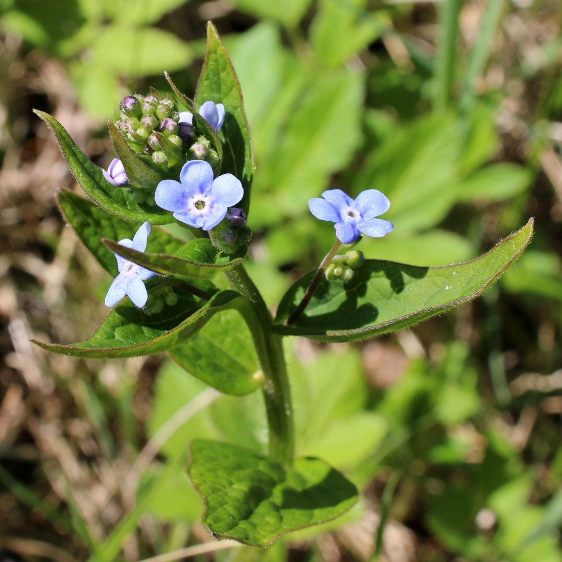 Изображение особи Brunnera macrophylla.