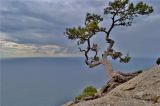 Pinus pallasiana. Одинокое взрослое дерево с частично обнажившимися корнями. Крым, одна из вершин Караул-Оба, пик Космос. 28.09.2013.