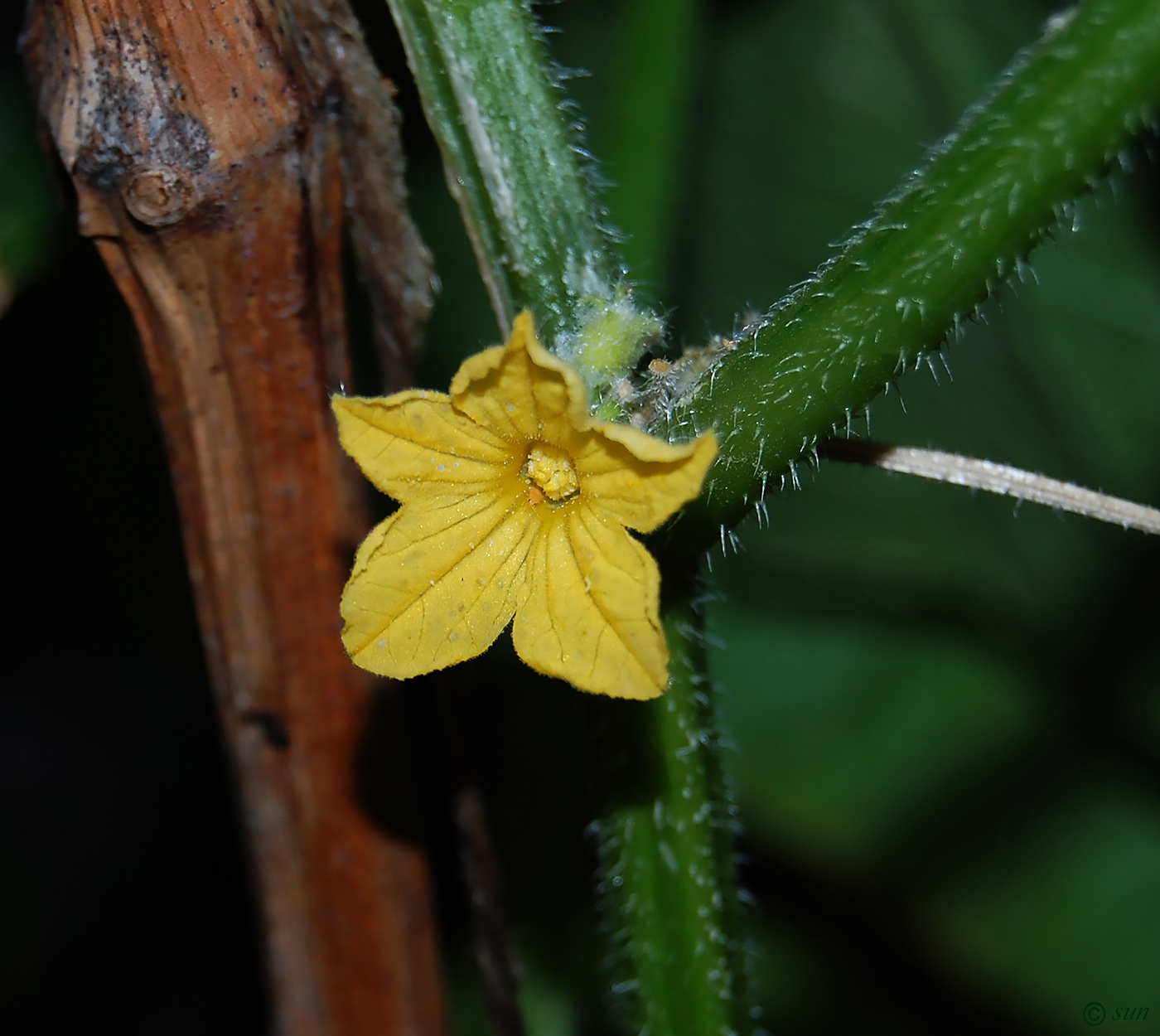 Изображение особи Cucumis sativus.