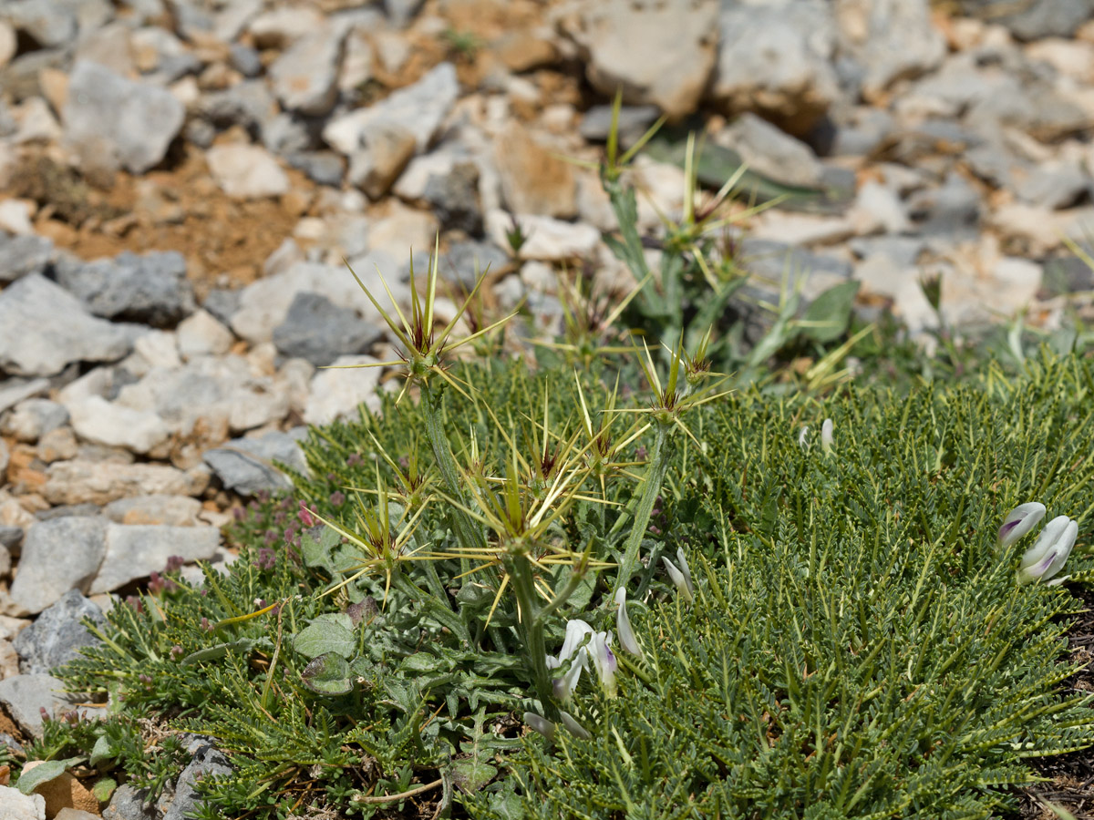 Изображение особи Centaurea idaea.
