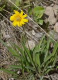 Arnica intermedia