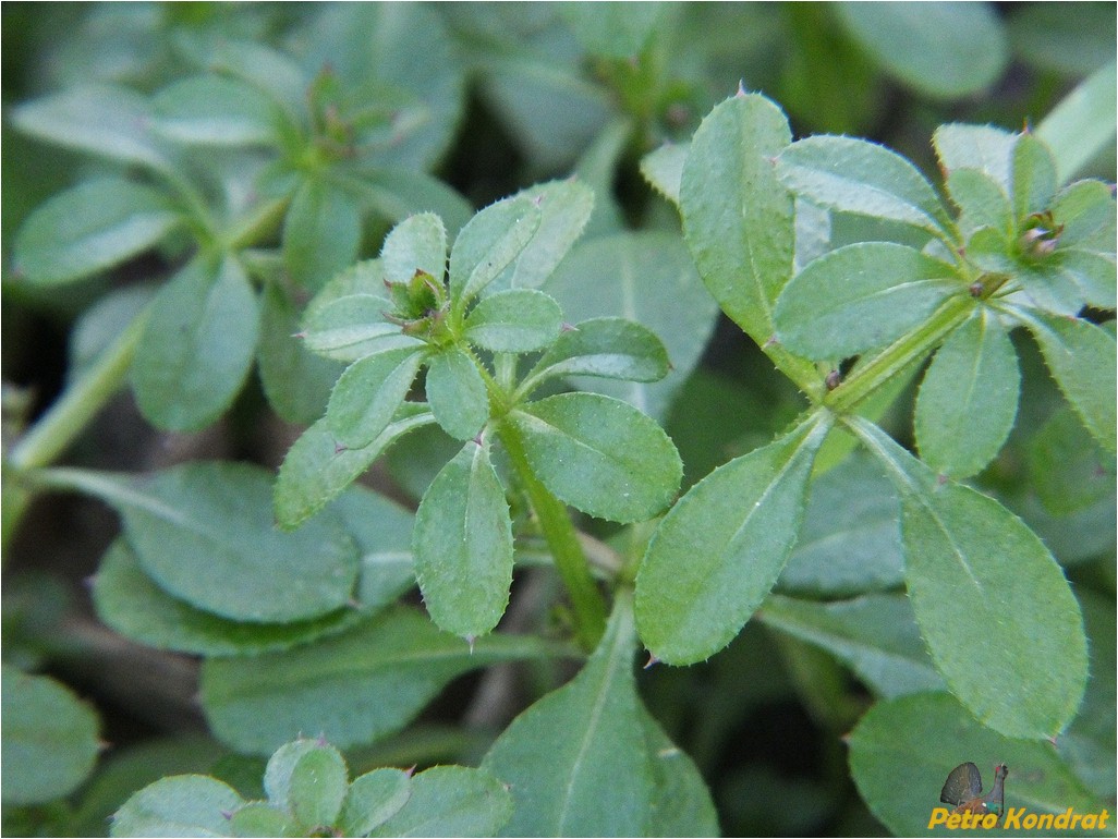 Изображение особи Galium aparine.