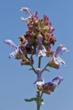 Salvia pomifera