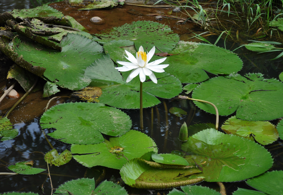 Изображение особи Nymphaea lotus.