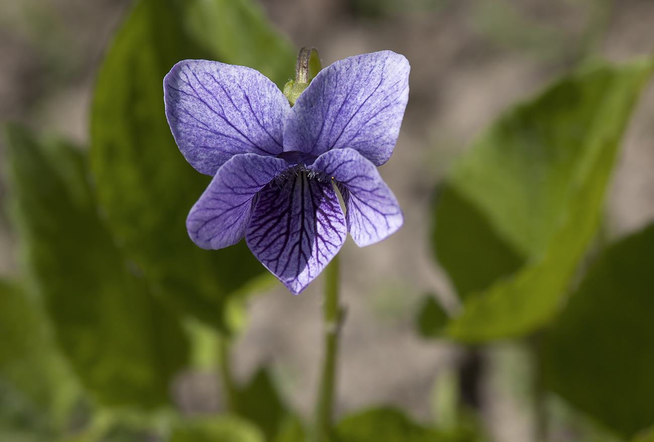 Изображение особи Viola kamtschadalorum.