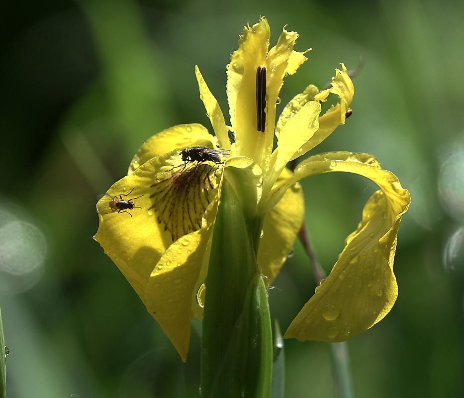 Изображение особи Iris pseudacorus.