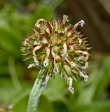 Primula denticulata. Соплодие. Пермь, Свердловский р-н, в озеленении двора. 14 июня 2018 г.