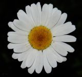 Leucanthemum vulgare