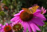 Echinacea purpurea