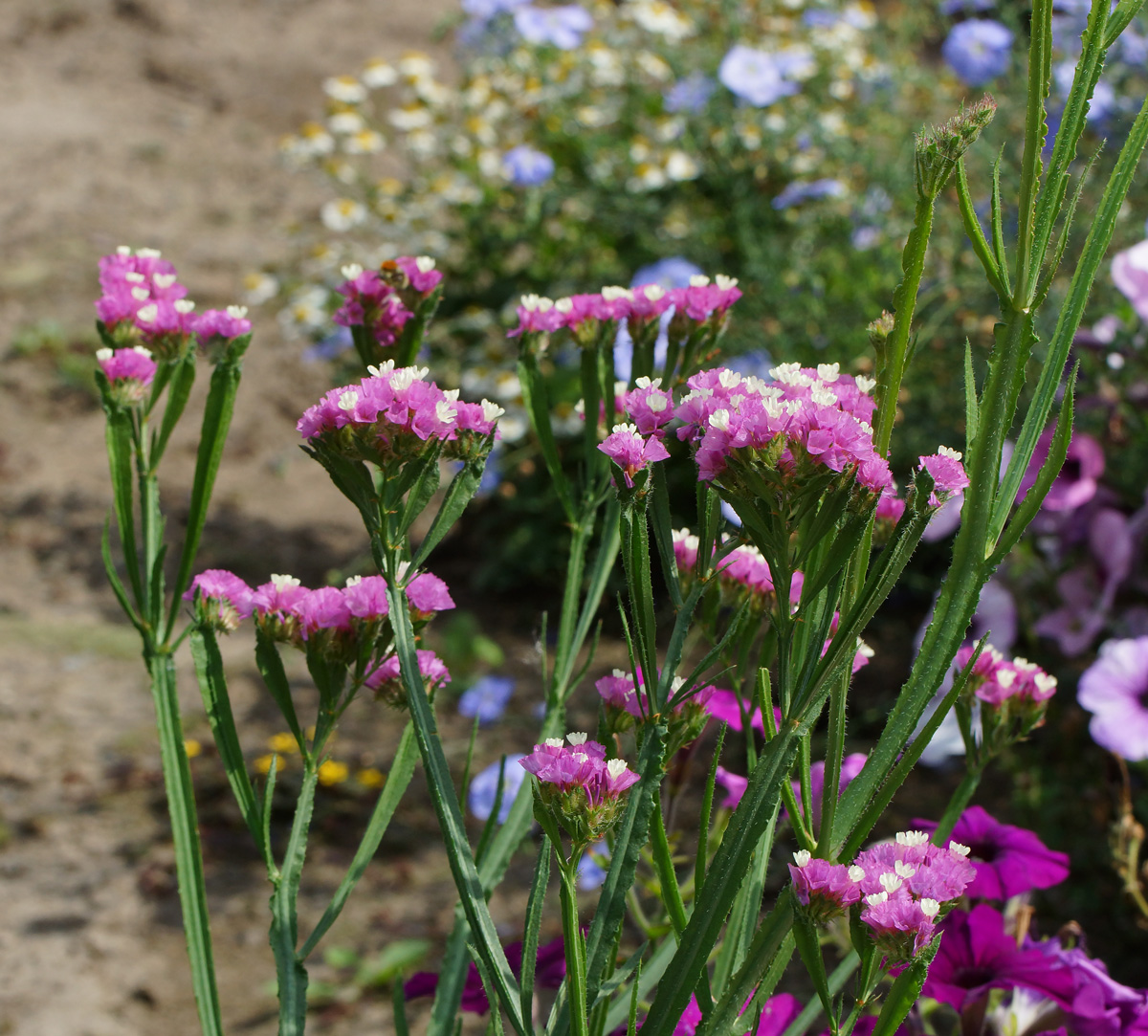 Изображение особи Limonium sinuatum.