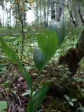 Polygonatum odoratum. Часть плодоносящего побега. Свердловская обл., г. Екатеринбург, окр. пос. Шабровский, берёзовый лес. 20.08.2018.