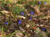 Veronica umbrosa