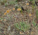 Aster serpentimontanus. Плодоносящее растение. Челябинская обл., Кизильский р-н, окр. с. Богдановское, долина р. Урал, вытоптанная скотом каменистая степь. 14 июня 2019 г.