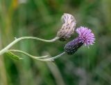 Cirsium incanum. Верхушка цветущего и плодоносящего побега. Пермский край, Ильинский р-н, низовье р. Полуденная, разнотравный луг. 22.09.2019.