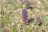 Ajuga orientalis