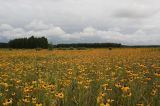 Rudbeckia bicolor