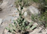 Eryngium macrocalyx