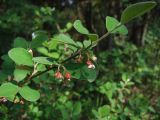 Cotoneaster melanocarpus. Верхушка цветущей ветви. Магаданская обл., г. Магадан, мкр-н Снежная Долина, бывшая ЛОС (Лесная опытная станция). 25.06.2020.