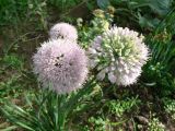 род Allium