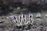 Pulsatilla taurica