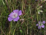 Geranium wlassovianum. Верхушка растения с бутоном, цветком и отцветшими цветками. Магаданская обл., Ольский р-н, Клепкинская трасса, бассейн р. Танон, Танонская тундра, небольшое возвышение. 21.08.2021.