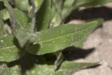 Camelina rumelica