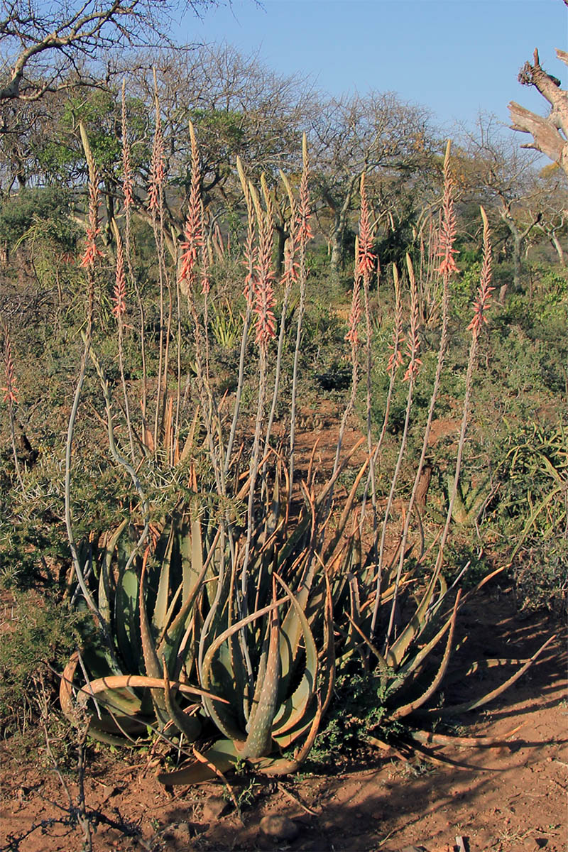 Изображение особи род Aloe.
