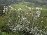 Cerastium biebersteinii