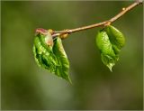 Tilia cordata