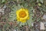 Inula rhizocephala