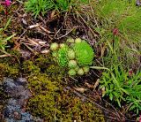 Jovibarba globifera