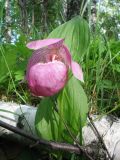 Cypripedium macranthos. Верхушка цветущего растения. Казахстан, Южный Алтай, подножье хр. Сарымсакты, березняк на берегу р. Солонечная. 23 июня 2023 г.