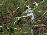 Dianthus arenarius