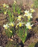 Narcissus pseudonarcissus. Цветущие растения. Краснодар, парк \"Краснодар\", Японский сад, в культуре. 21.03.2024.