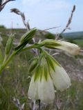 Onosma tanaitica