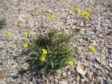 Diplotaxis tenuifolia. Цветущее растение на ракушечном пляже. Краснодарский край, Темрюкский р-н, окр. пос. Тамань, коса Тузла. 12.09.2010.