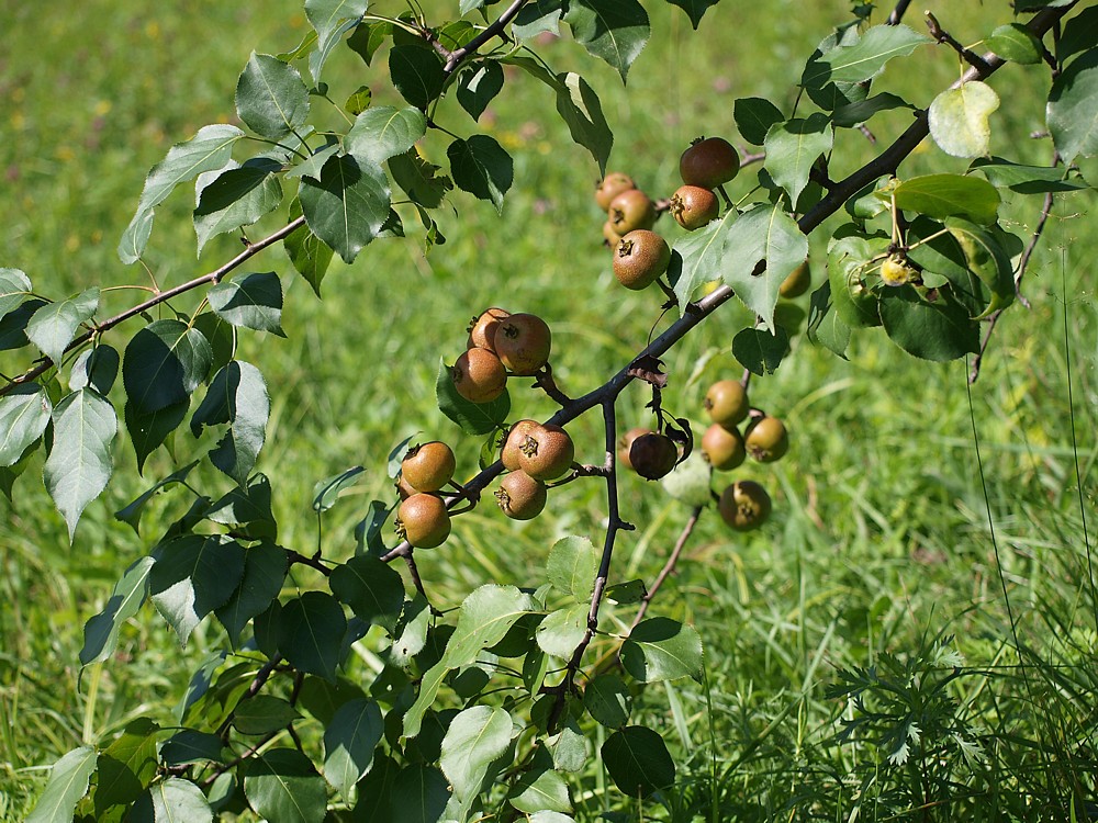 Изображение особи Pyrus ussuriensis.