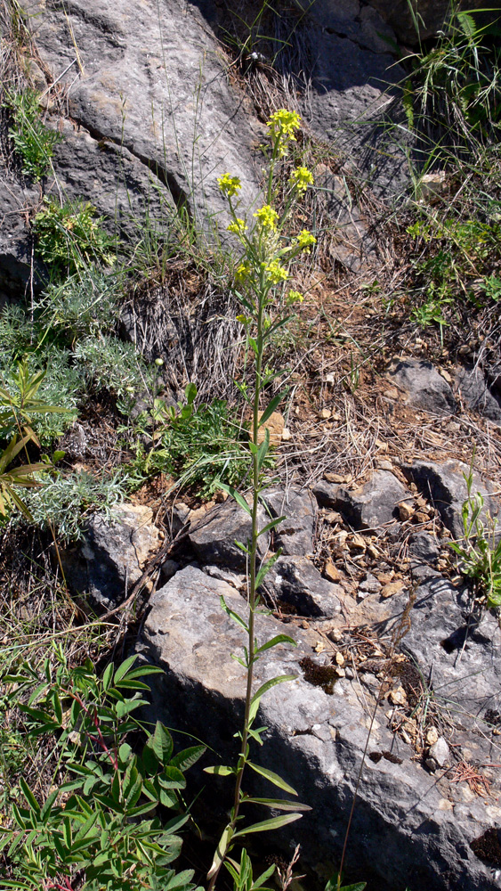 Изображение особи Erysimum cheiranthoides.