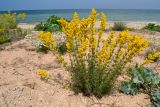 Galium verum. Цветущее растение на ракушечном пляже. Крым, Керченский п-ов, Приазовье, Караларская степь, Генеральские пляжи. 08.06.2012.